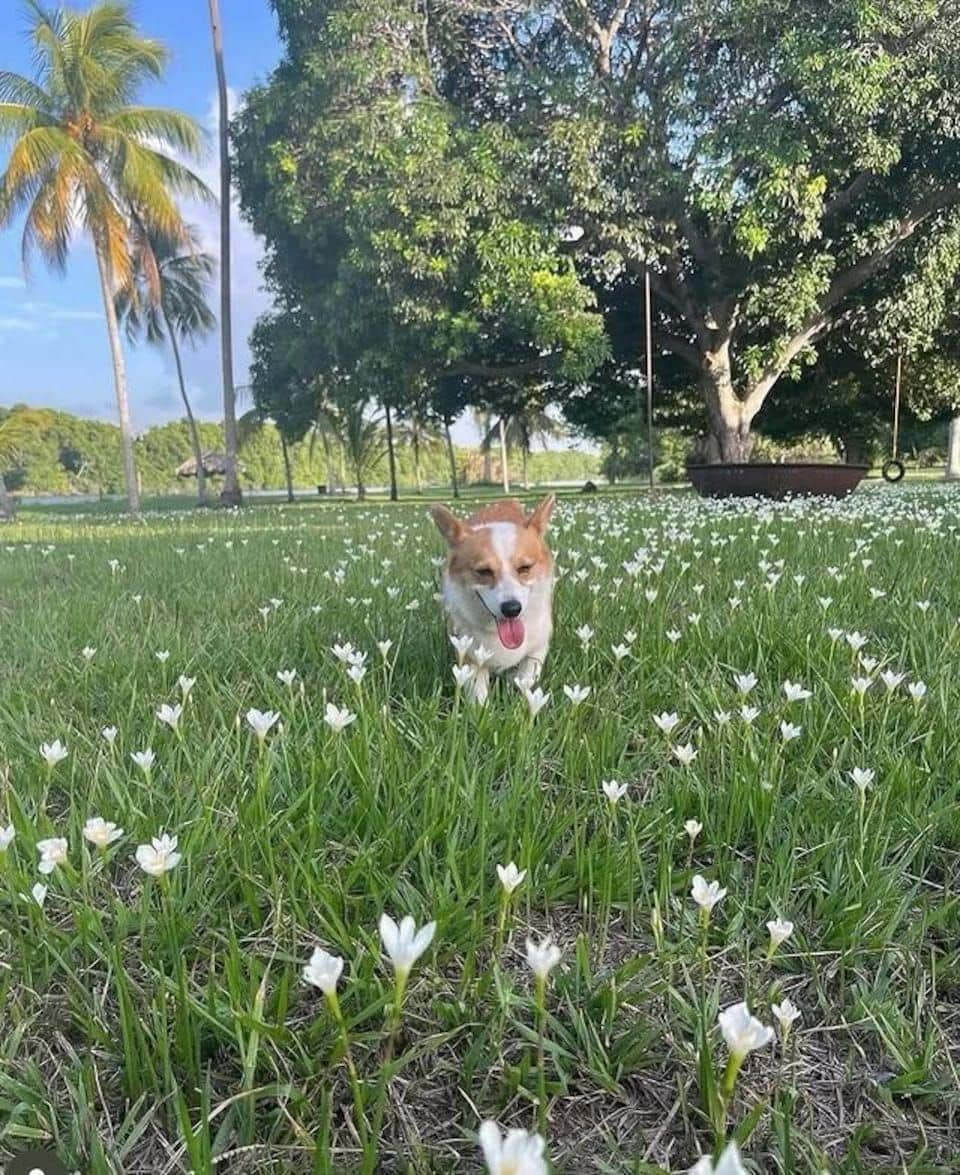 Fátima Bosch brings fans to tears at Miss Universe with tribute to her beloved Corgi