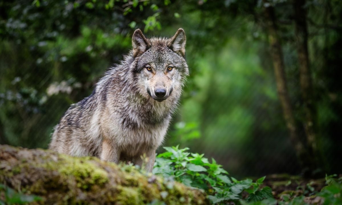 Discover your spirit animal based on your birth date