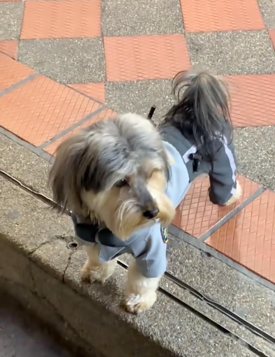 His owner decided to design a tiny security uniform for his beloved companion