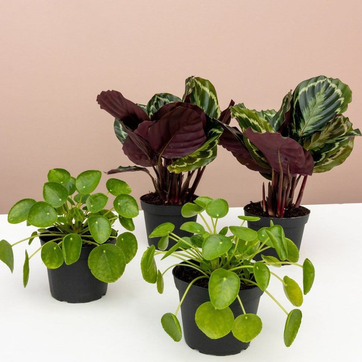 Chinese Money Plant