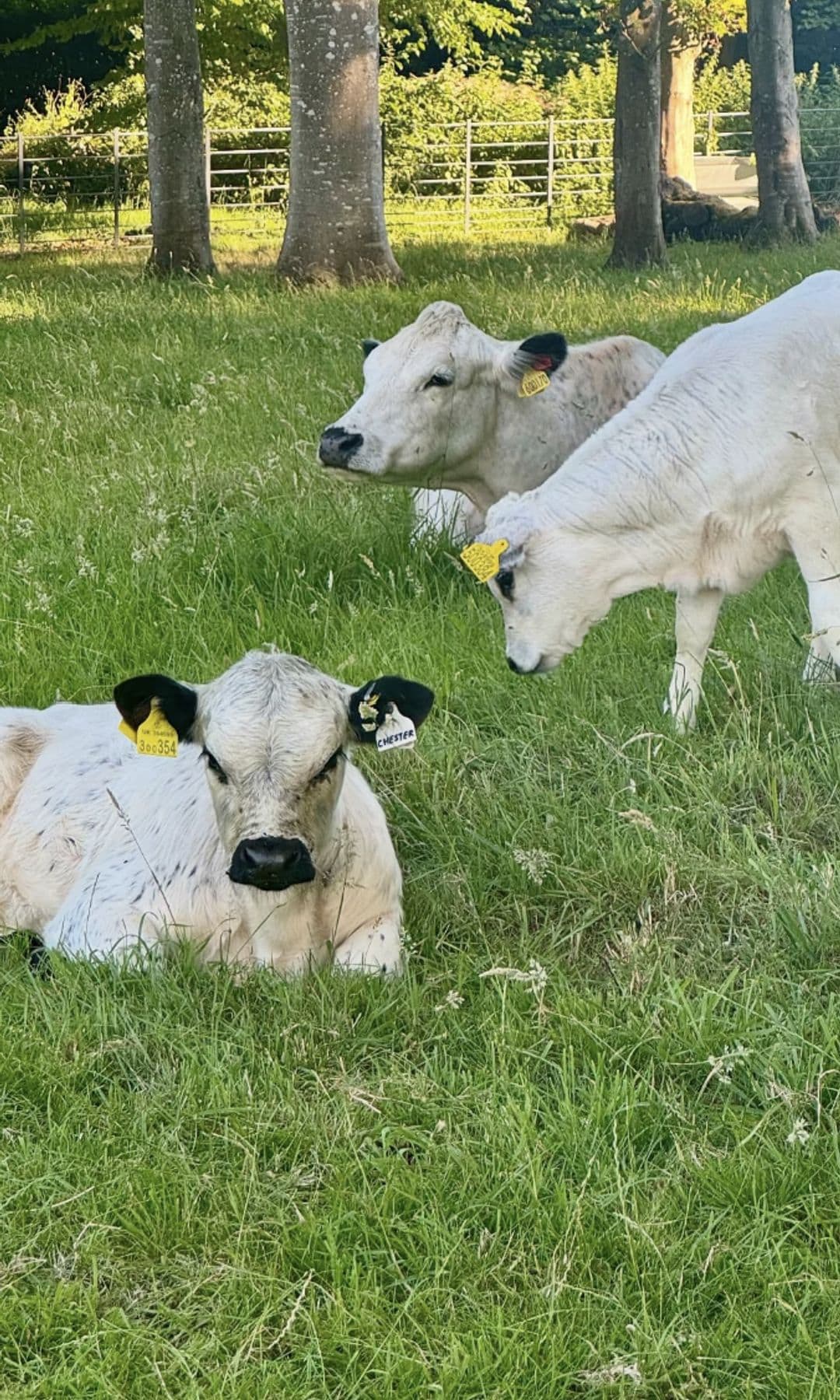 Another look at Hayek's adorable white cows