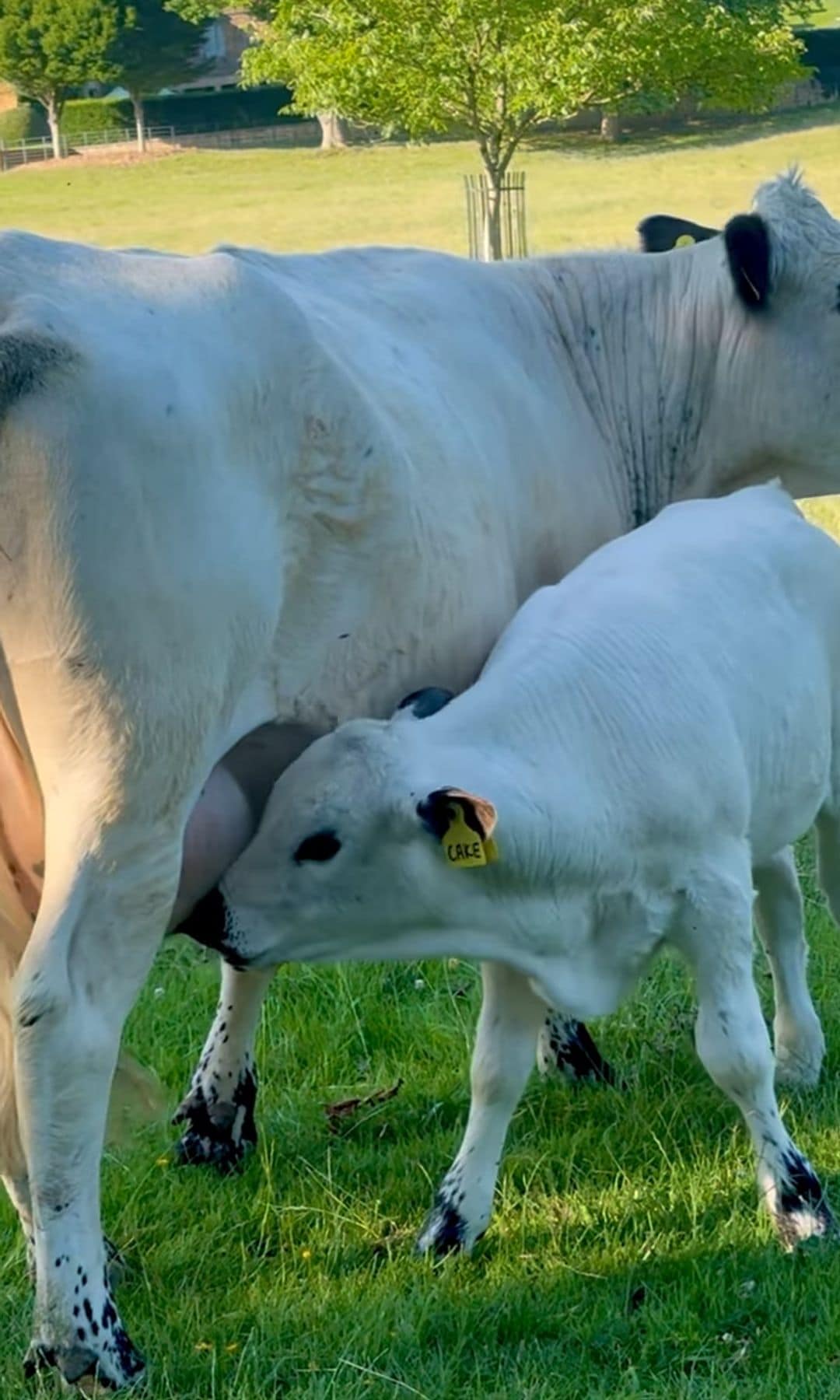 Hayek shared videos of her adorable cows and the stunning green pastures of her home
