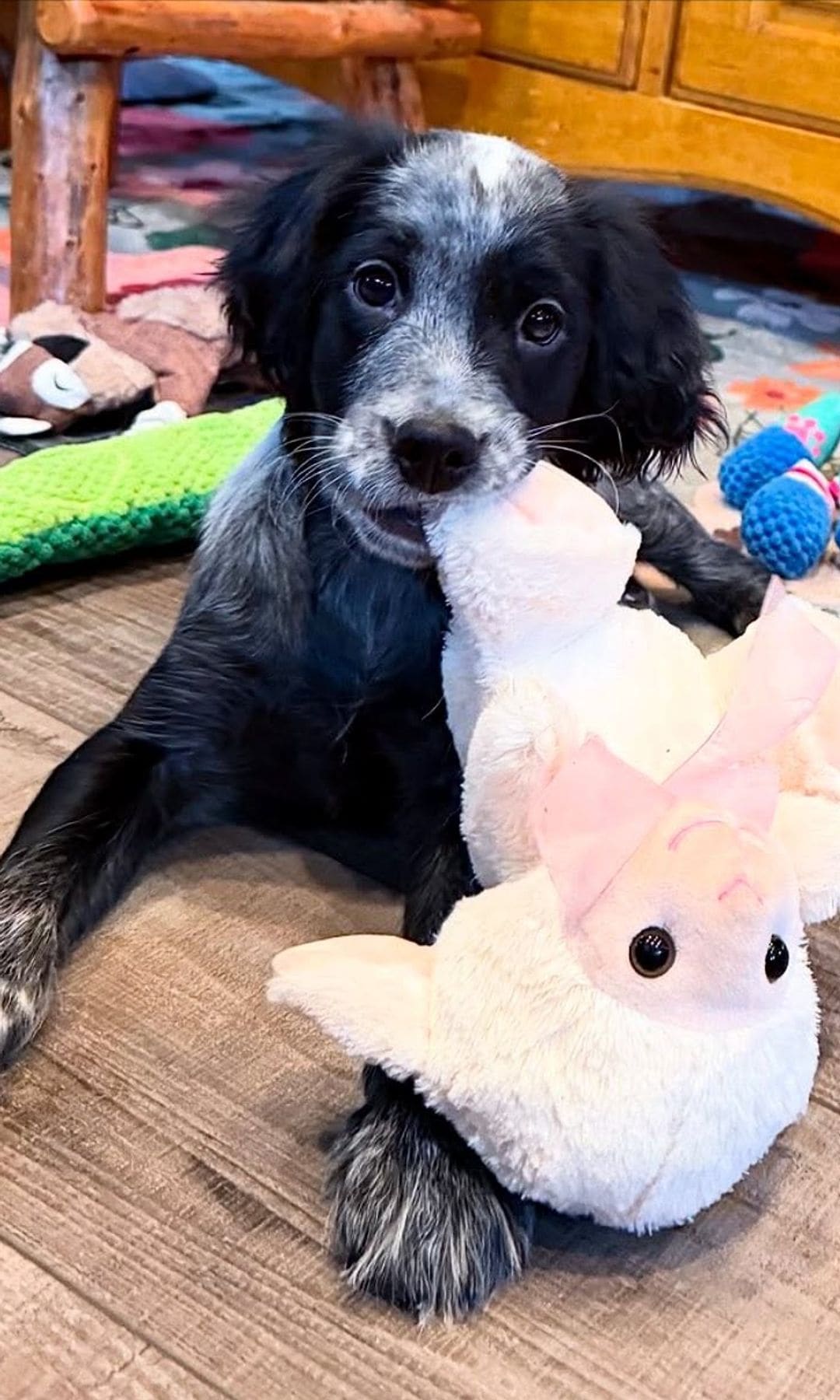 Agassi shared a sweet photo of their new pet, Copper