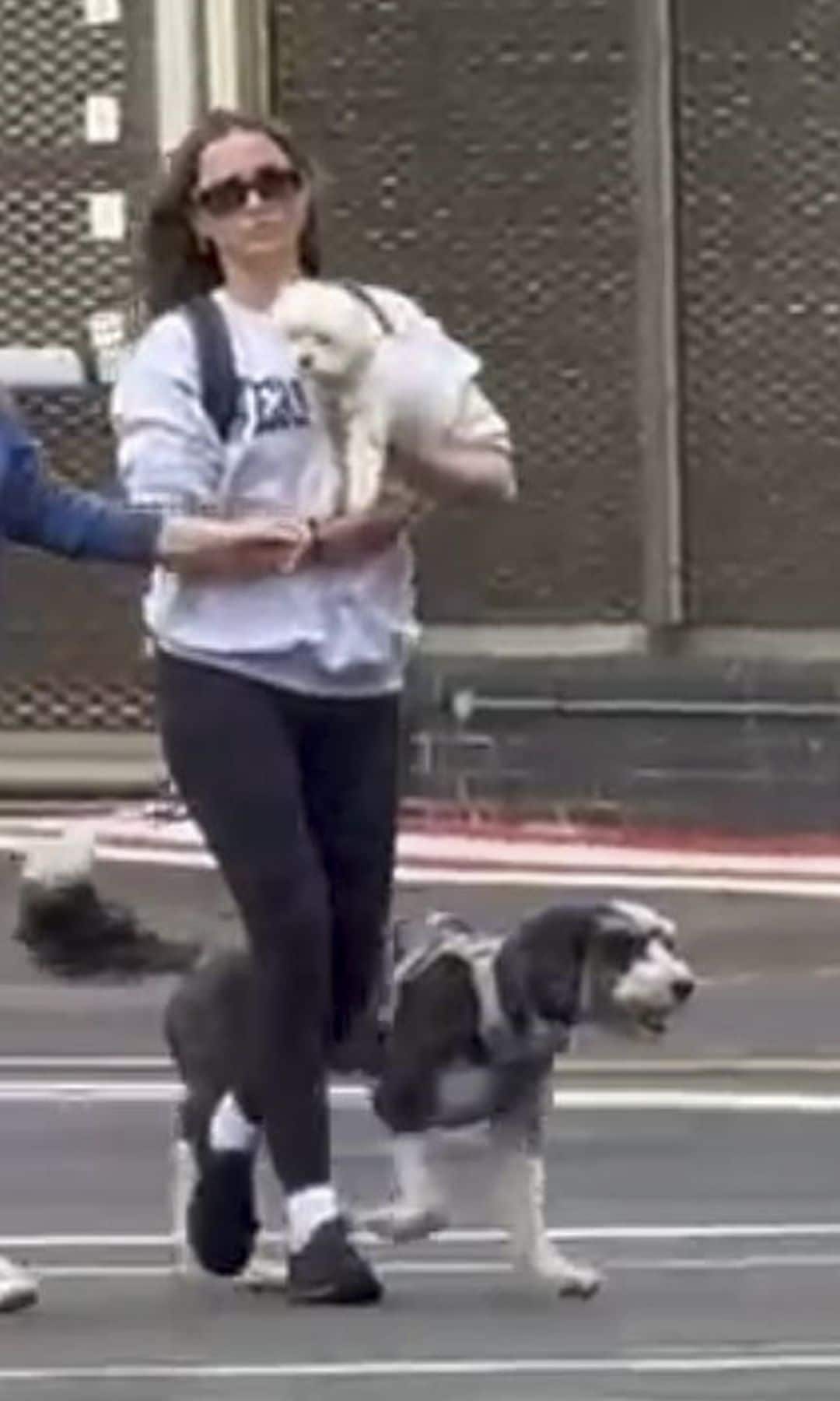 De Armas was seen carrying her adorable dogs, Elvis and Salsa