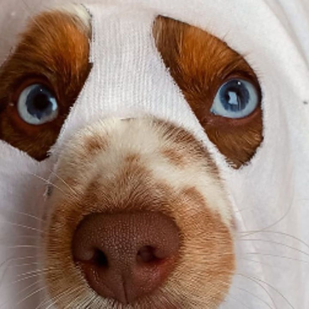 Pet of the week: This adorable dog is bringing the spooky vibes with the best Halloween costumes