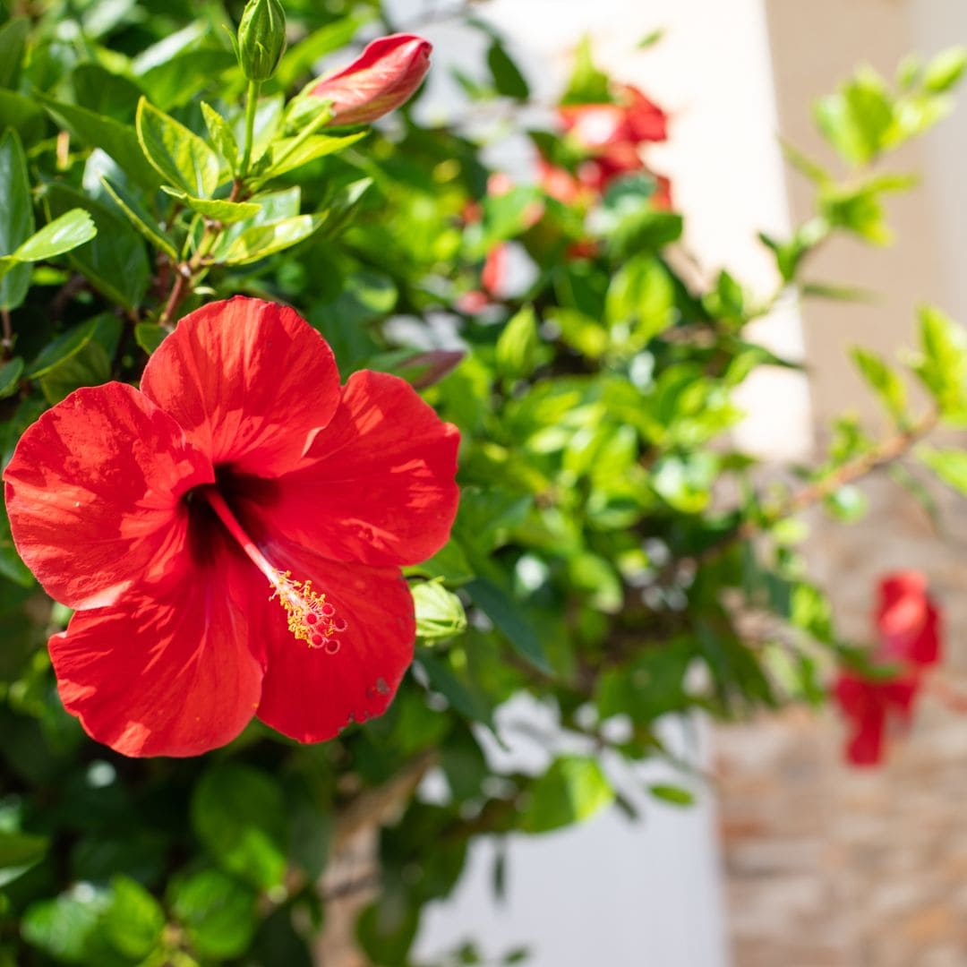 Vibrant Hibiscus Flowers