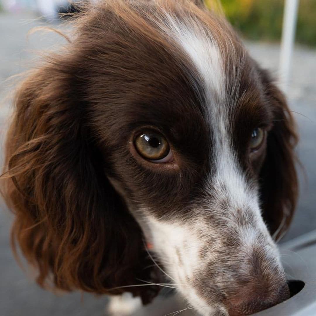 Why yelling at your dog can have long-term negative effects