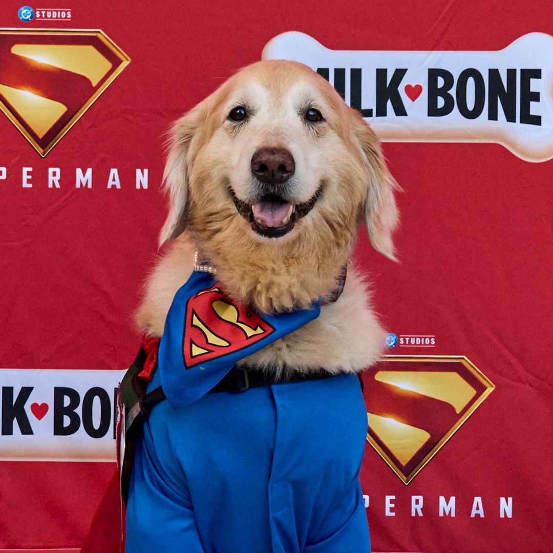 Pet of the week: Dozens of adorable pups hit the red carpet for 'Superman' movie night — See pics!