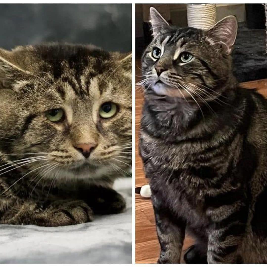 Pet of the week: See this cat’s incredible transformation after adoption