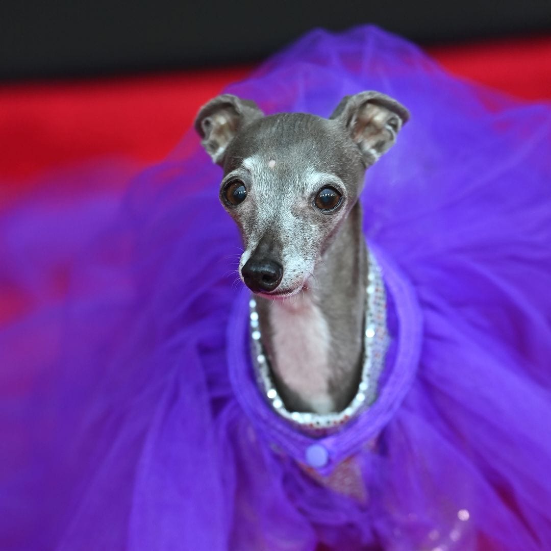 Pet of the week: Remembering Tika, the fashionista greyhound who stole hearts and runways