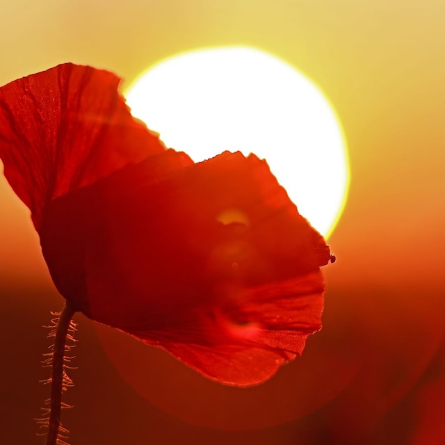 The rising sun's light shines on poppy plants on an agricultural field near Heudeber in the Harz district. The so-called summer solstice marks the beginning of summer in the calendar and the longest day of the year. Due to the leap year, it falls on June 20 this year. There can be up to 17 hours of sunshine on the year's longest day. 