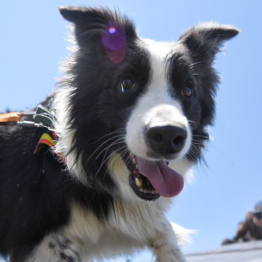 Dog behaviors: Strange things dogs do and why they do them