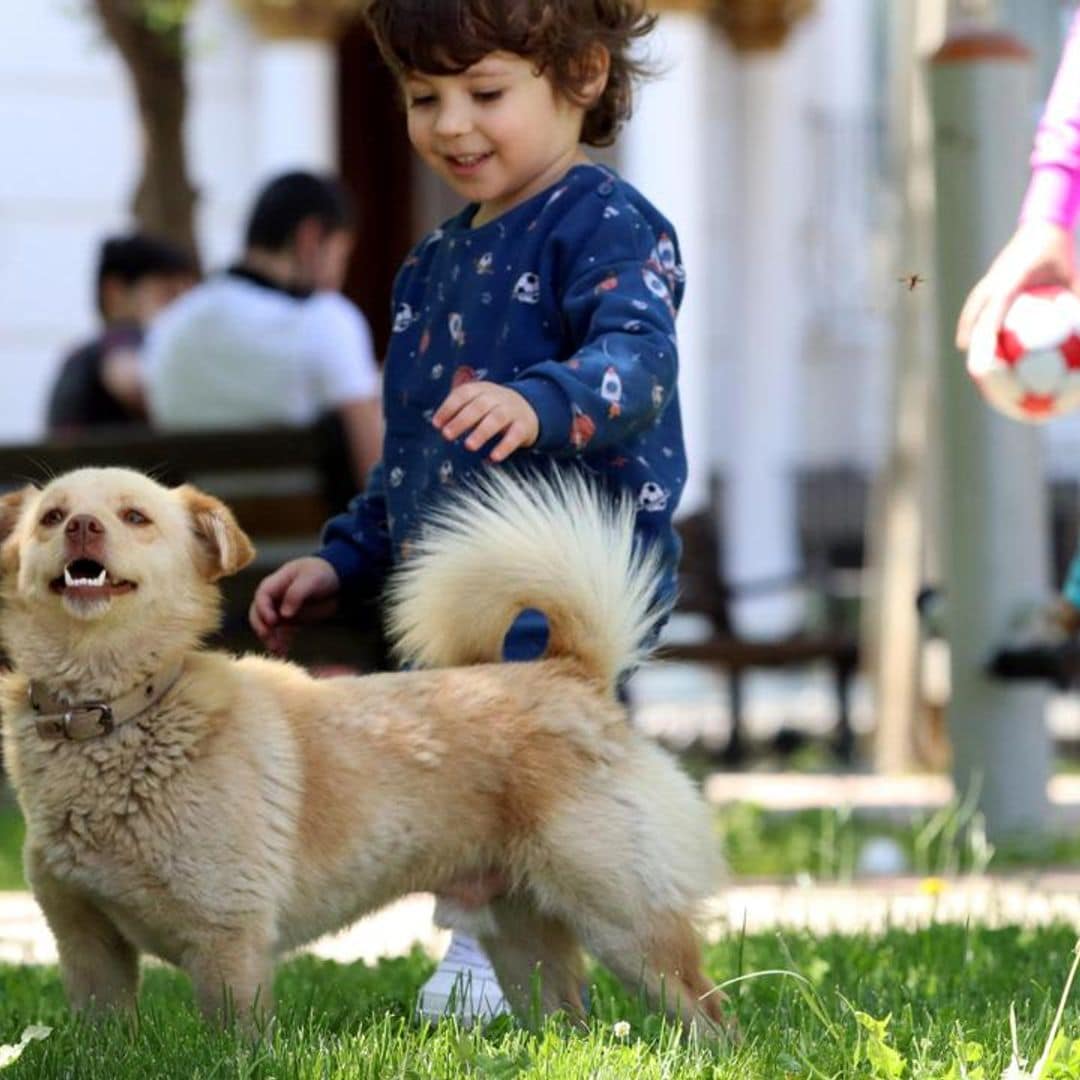 Top 10 best dog friendly cities in the United States: Is your city on the list?