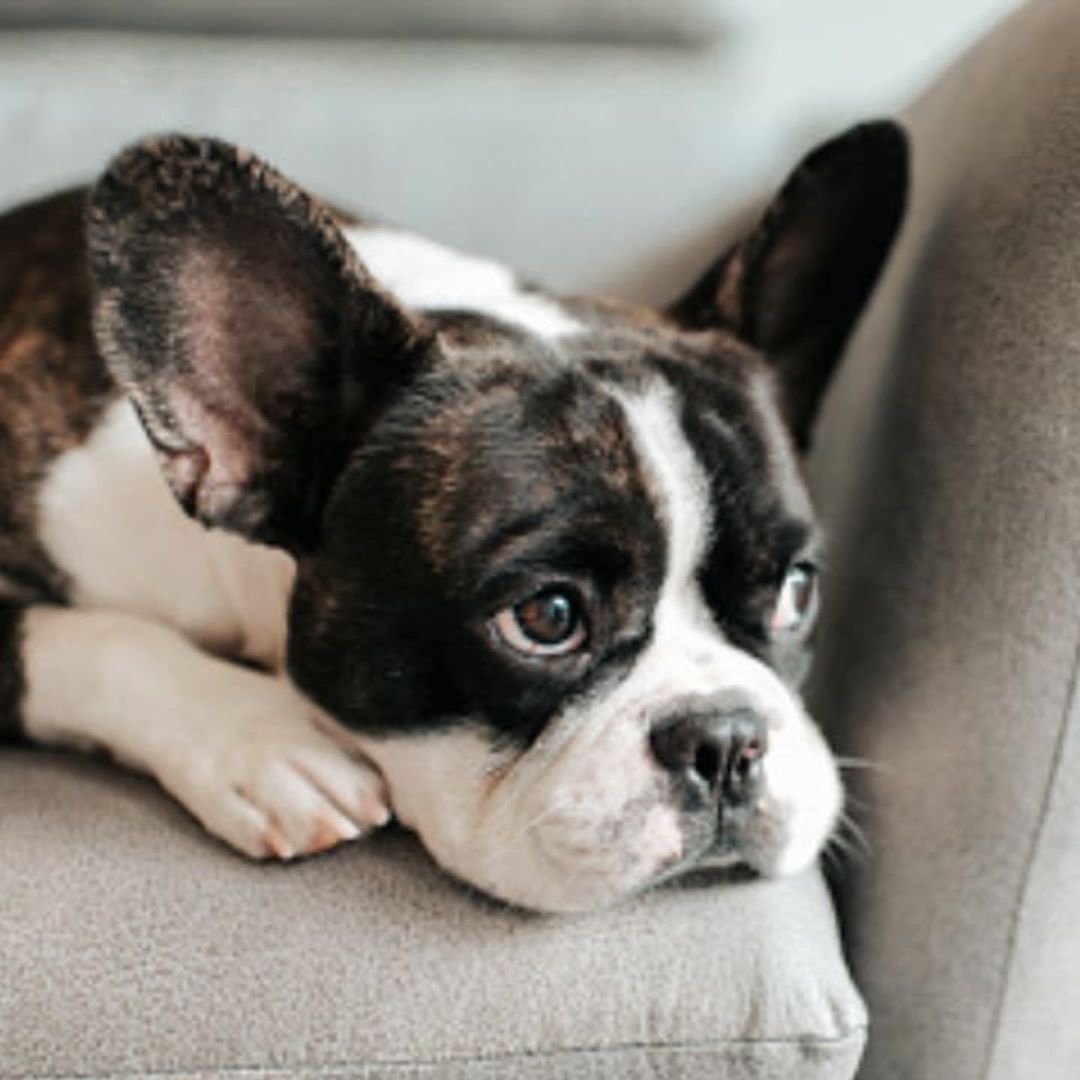Dog lovers: How to entertain your bored dog with easy methods