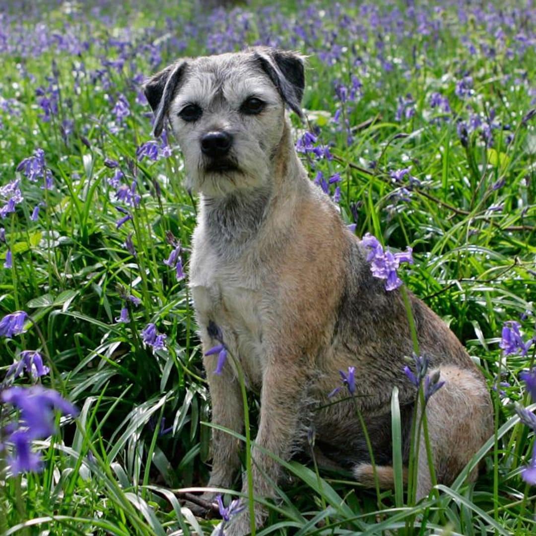 Dog behavior: Why your dog is eating grass and what to do about it