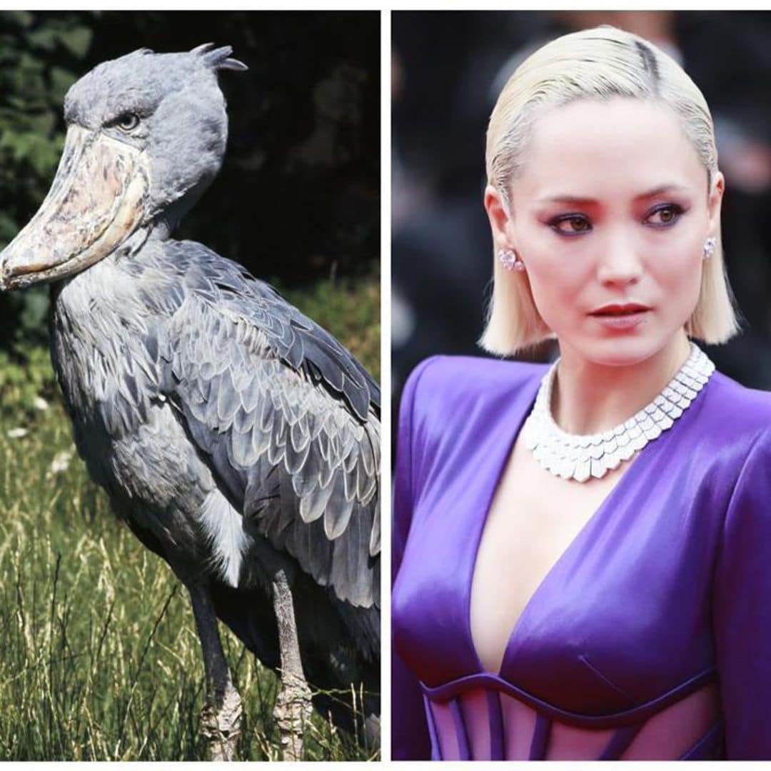 ‘Guardians of the Galaxy’ star Pom Klementieff was inspired by this bird to play ‘Mission Impossible’ role