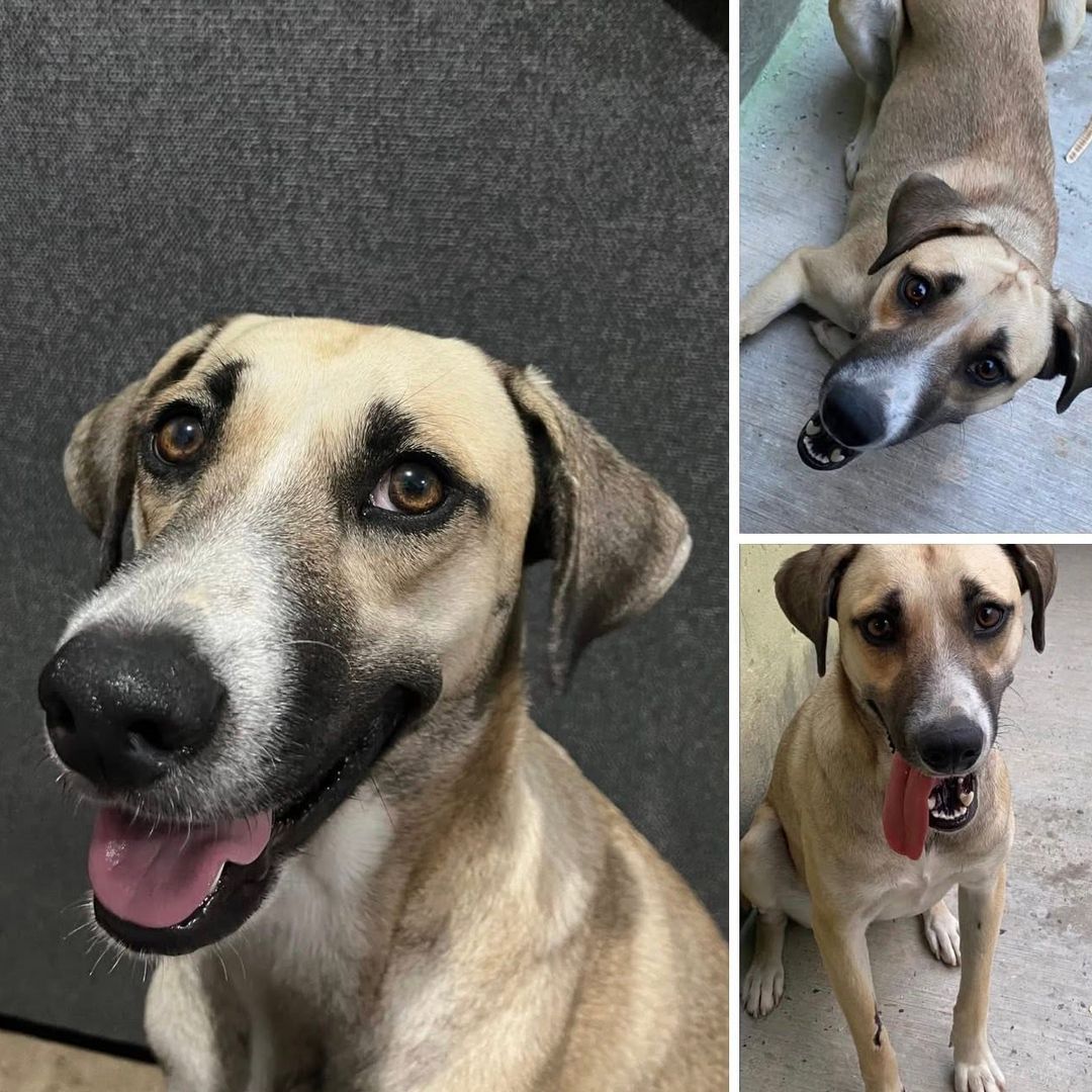 Pet of the Week: How Mexico’s World Cup win helped reunite La Gorda with her family