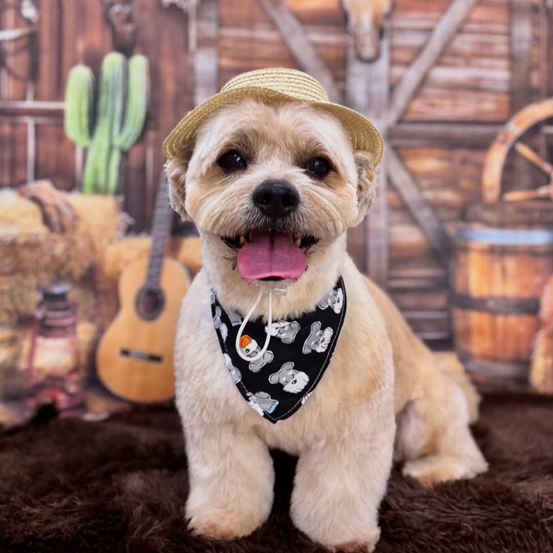 Pet of the week: Adorable pup goes viral for refusing anyone but her favorite groomer