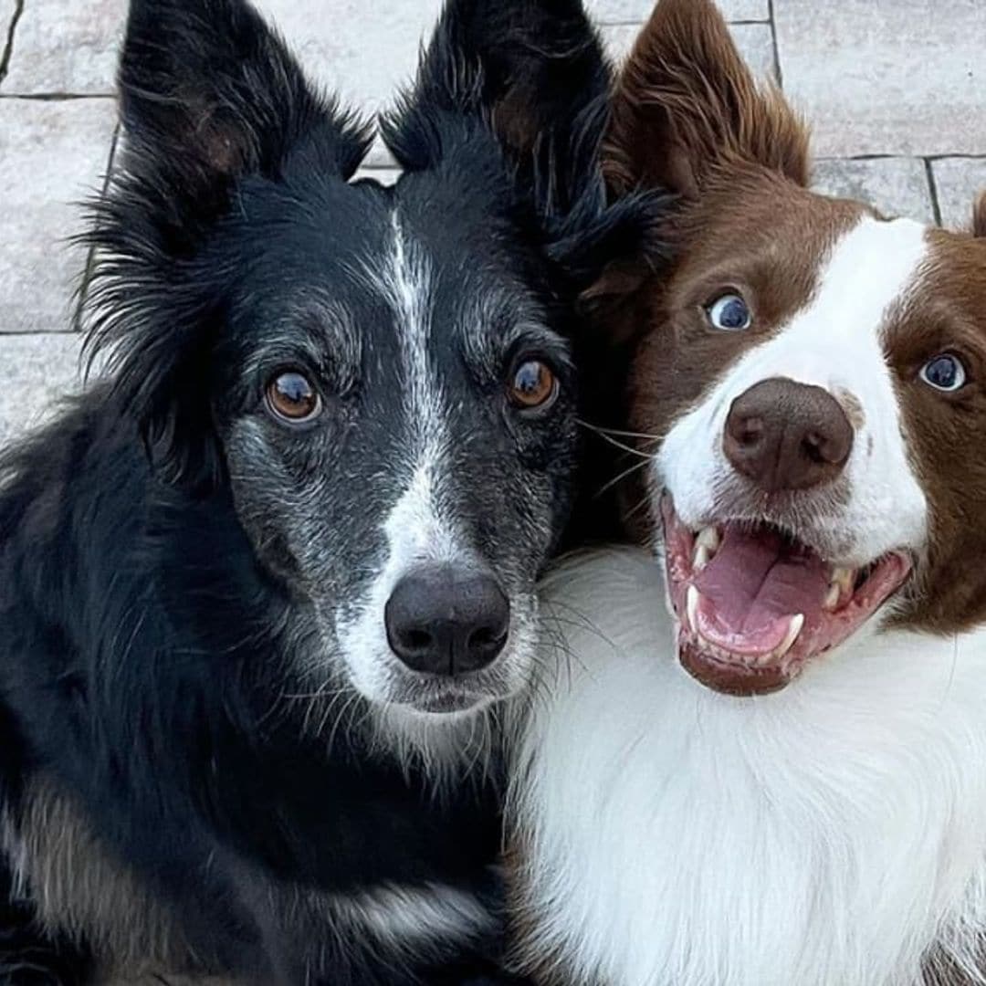 Pet of the week: These rescue dogs are showing their acting skills in hilarious PSA