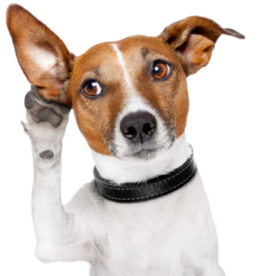 Research: Did you know dogs can recognize their owner by just the sound of their voice?