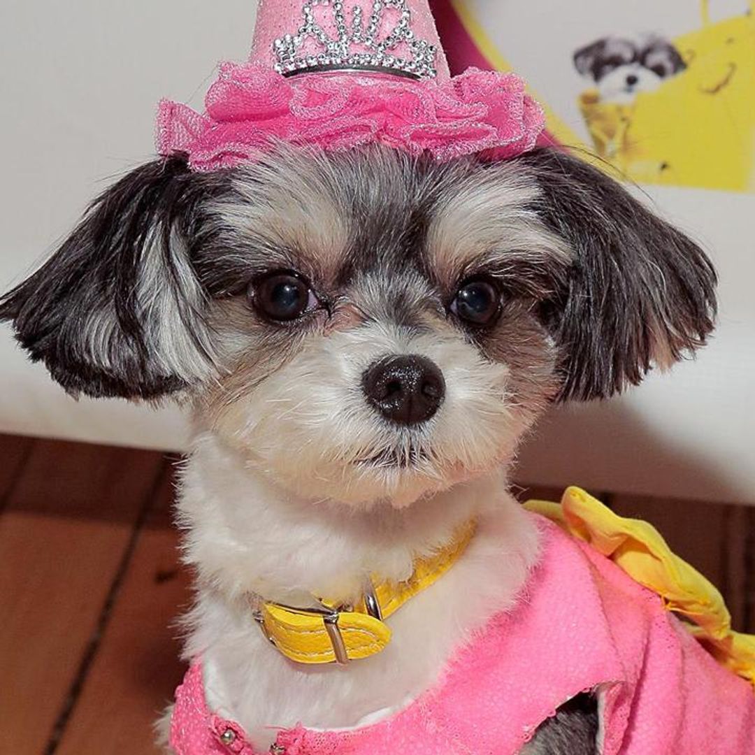Pet of the week: Watch this dog’s adorable reaction to surprise birthday party