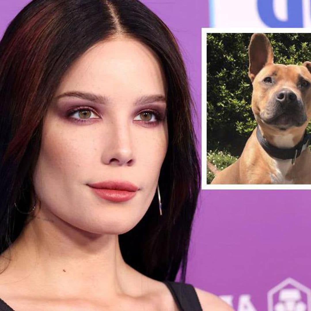 Halsey mourns death of dog in heartbreaking message: ‘I knew it would hurt and I feared it immensely’