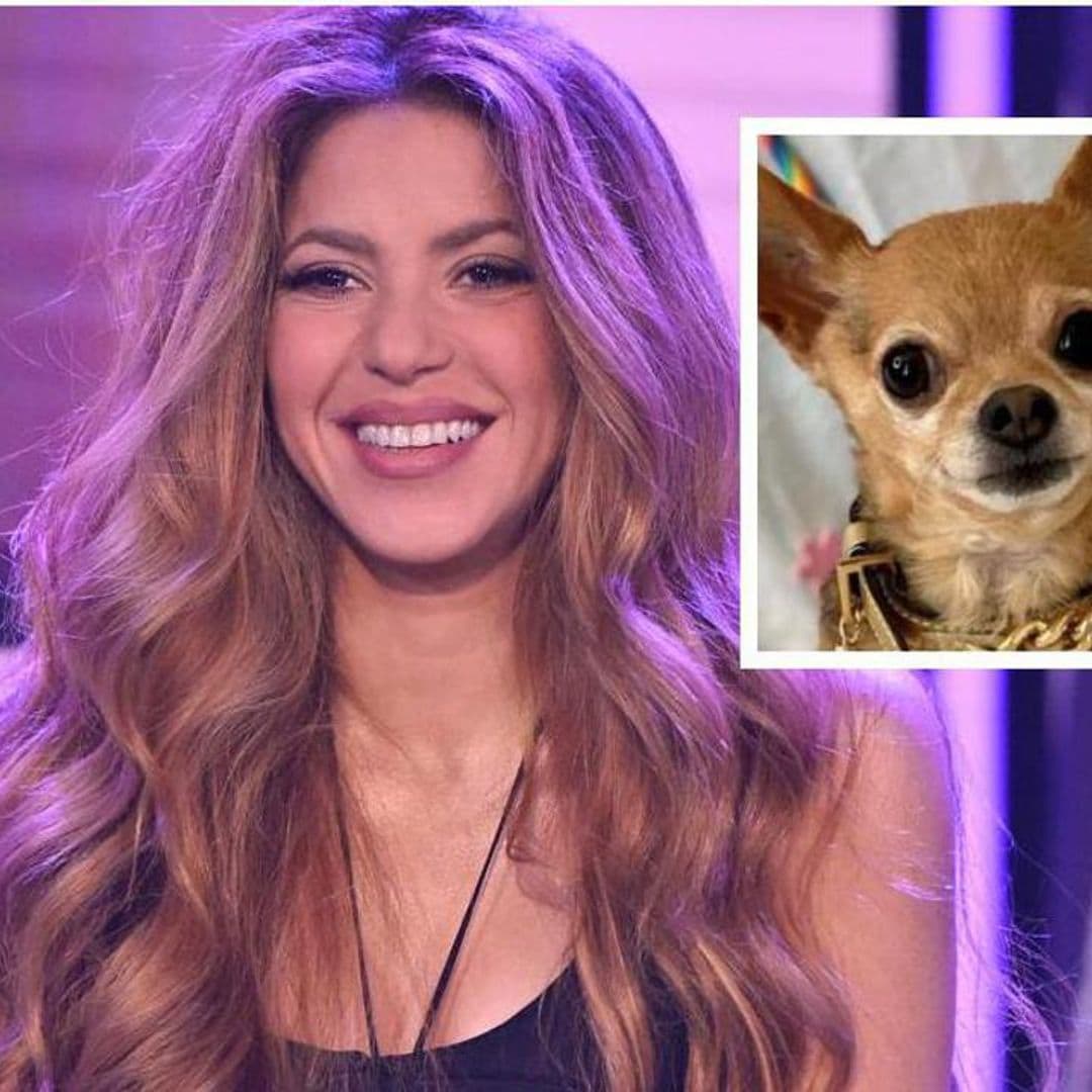 Pet of the week: Meet Prince, the chihuahua who proved to be the biggest fan of Shakira