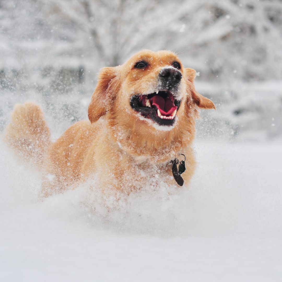 Pet of the week: Watch these adorable dogs seeing snow for the first time