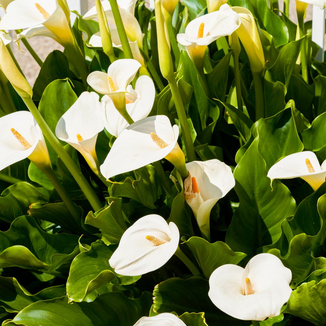 Calla Lilies, showcasing their elegant blooms and lush green foliage
