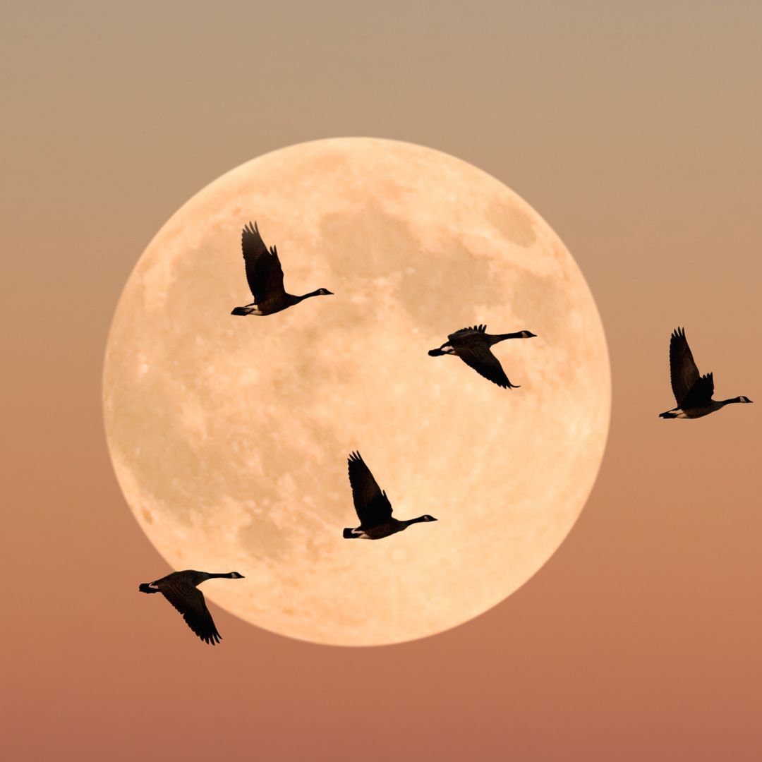 4 zodiac signs most affected by November’s full moon in Taurus