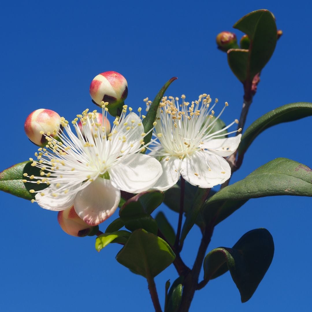 The best shrub for sunny patios, terraces, and gardens