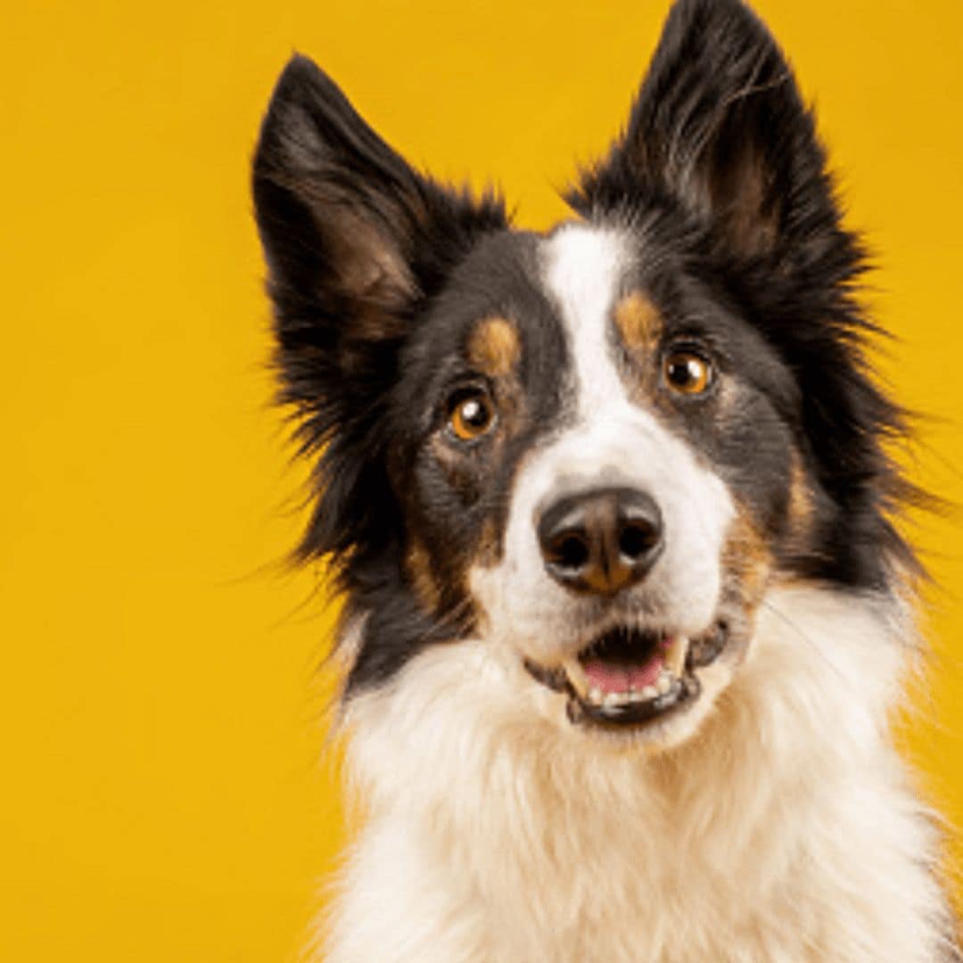 Is your dog bilingual? New study reveals your dog can recognize different languages