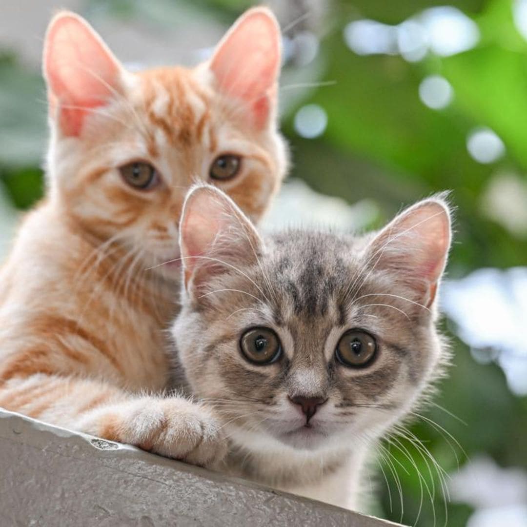 Top 10 weird facts about cats: Did you know most cats are lactose intolerant?