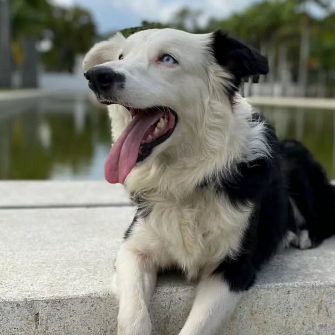 From abandoned puppy to hero: The incredible story of Tsunami, the rescue dog who saved 13 lives after Venezuela's earthquake