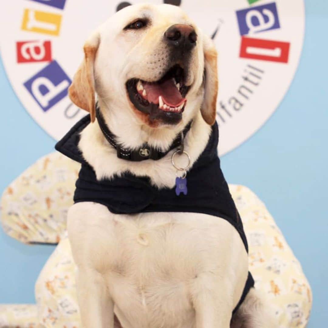 Pet of the week: This adorable dog is a dental assistant for children in Ecuador