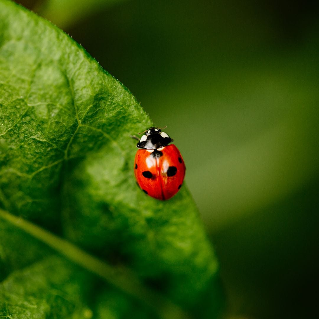 How to prevent pests and diseases