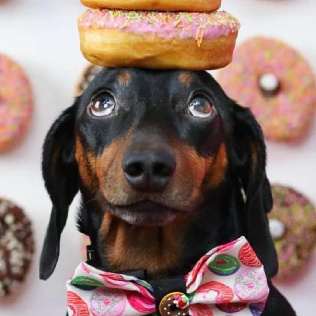 Pet of the week: The emotional story of Harlso the Balancing Hound