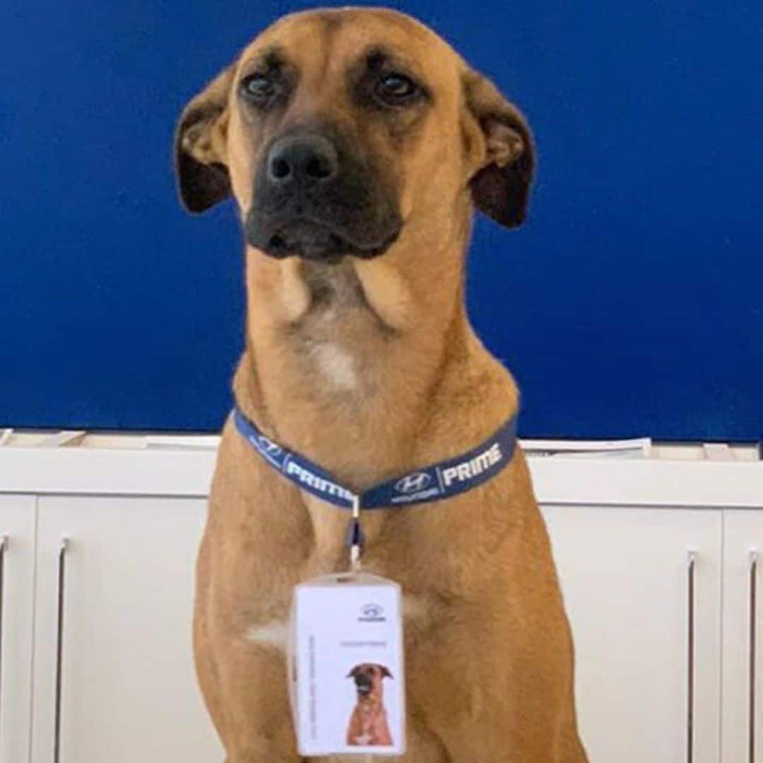 Pet of the week: How this stray dog got hired as Hyundai’s car consultant