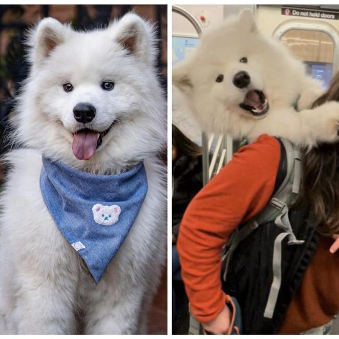 Pet of the week: This adorable 52lb dog has to be carried in backpack to ride NYC subway