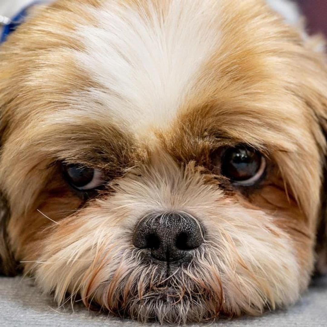 Pet of the week: Meet Bear, the dog who disappeared and was found partying at a bar