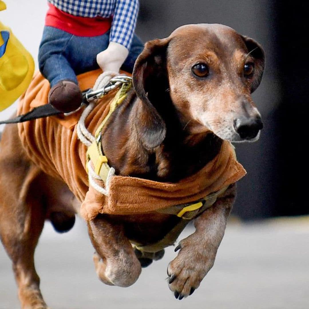 Pet of the week: 150 wiener dogs arrived to Key West for ‘Wienerpalooza’ celebration