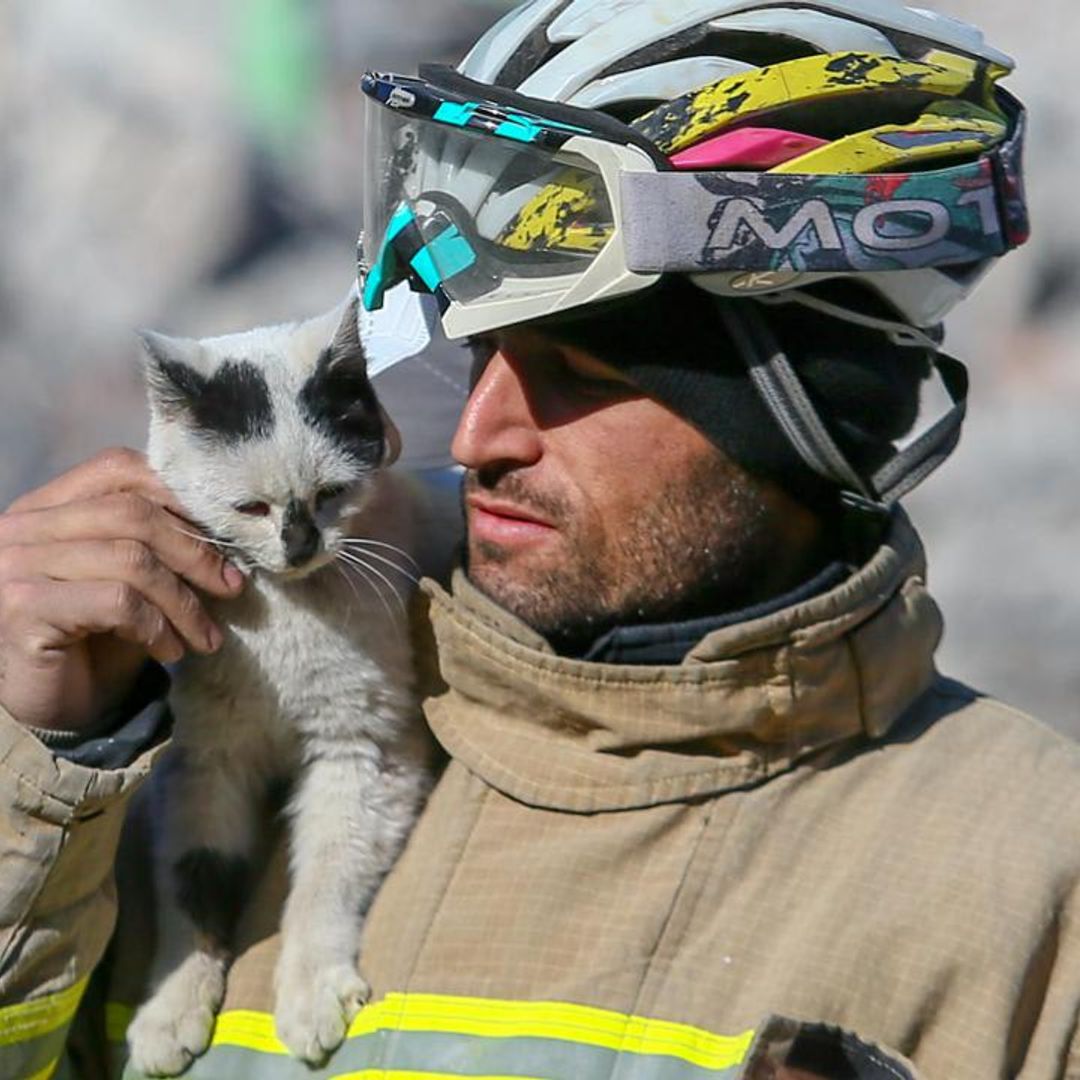 Pet of the week: Cat saved from Turkey earthquake refuses to leave his rescuer’s side