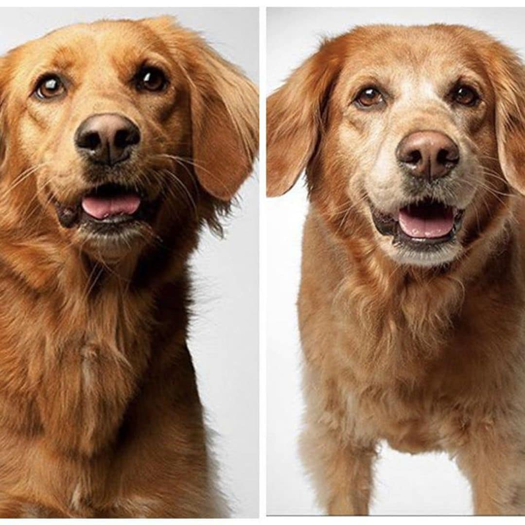 Pet of the week: Adorable photos of dogs from puppyhood to their senior years