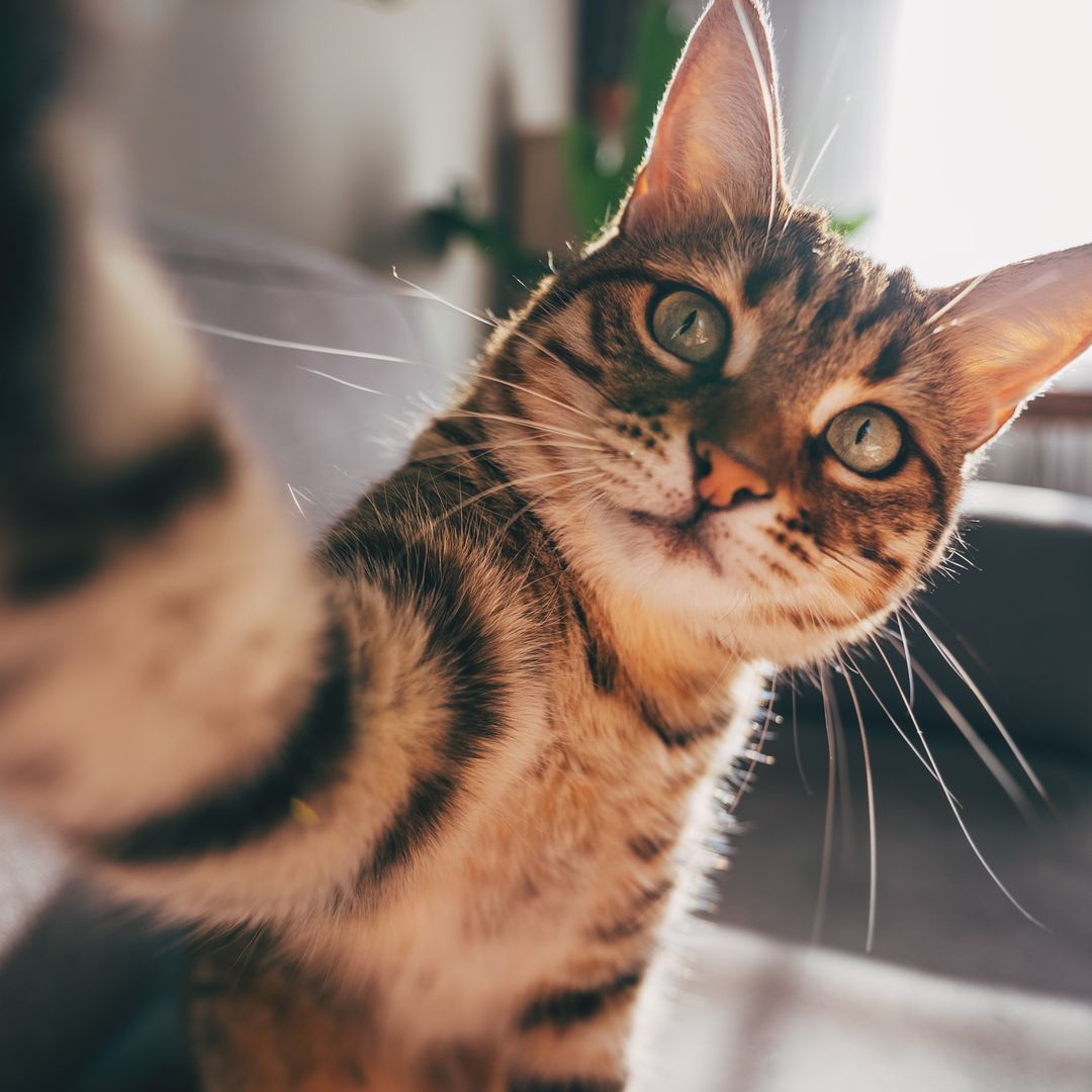 How to pet your cat without getting scratched, according to experts