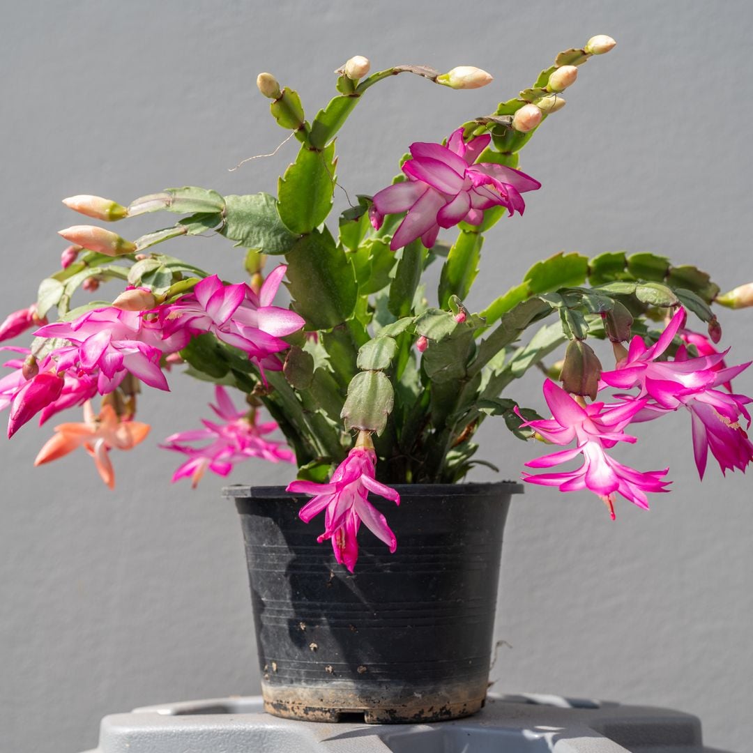 }Christmas cactus