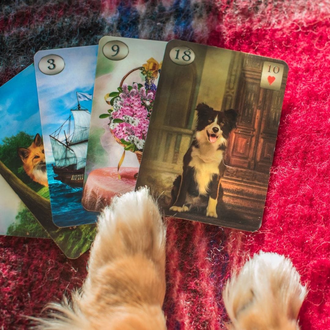 Tarot readings for pets: What is your dog or cat trying to tell you?