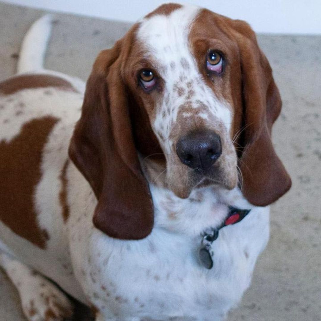 What is your dog thinking about when they are left alone?