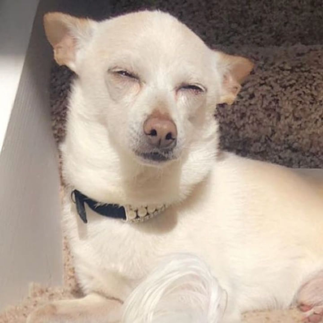 Meet the oldest living dog: This adorable Chihuahua turned 21 years old!