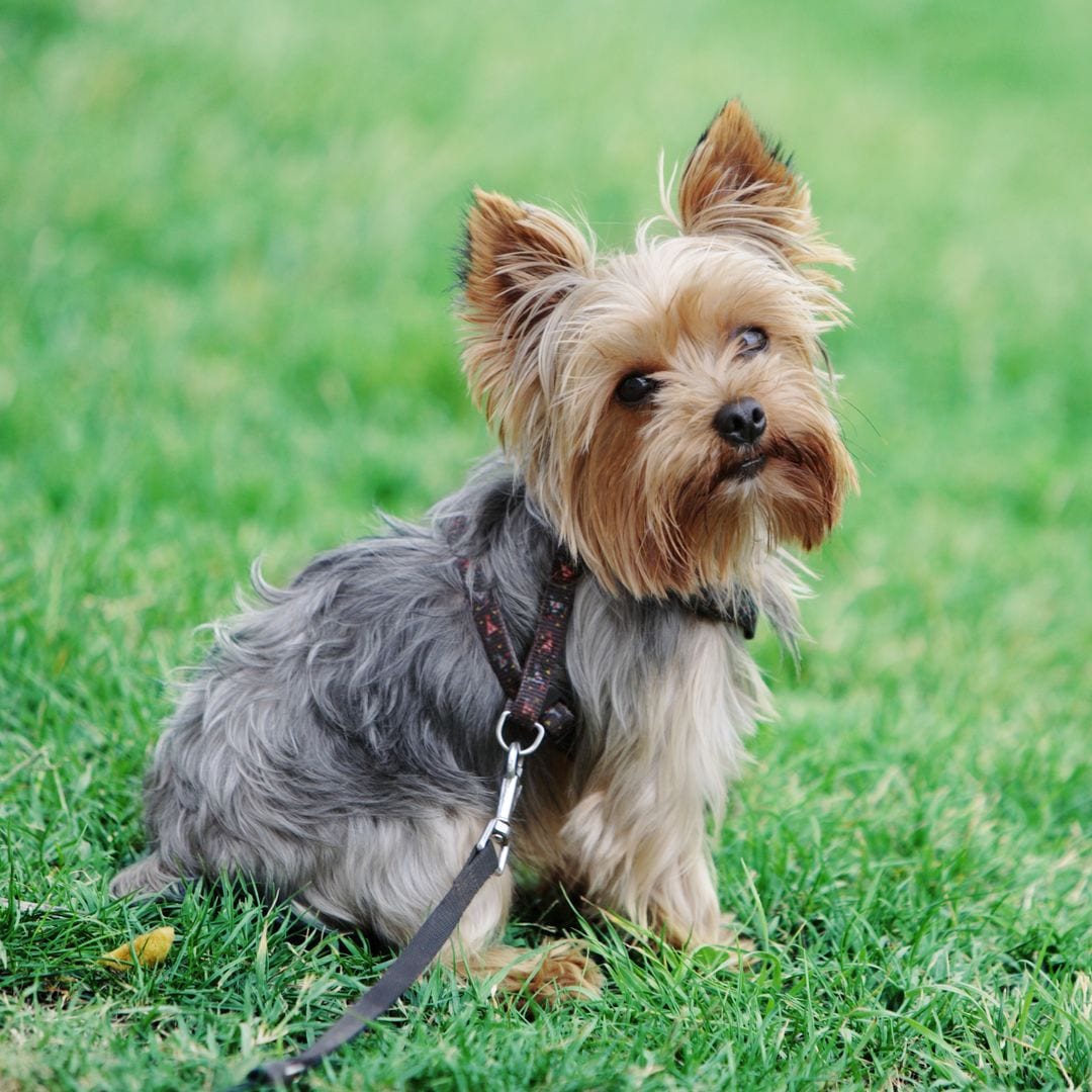 Pet of the week: Tiny dog who went missing 5 years ago was found living at a fraternity house