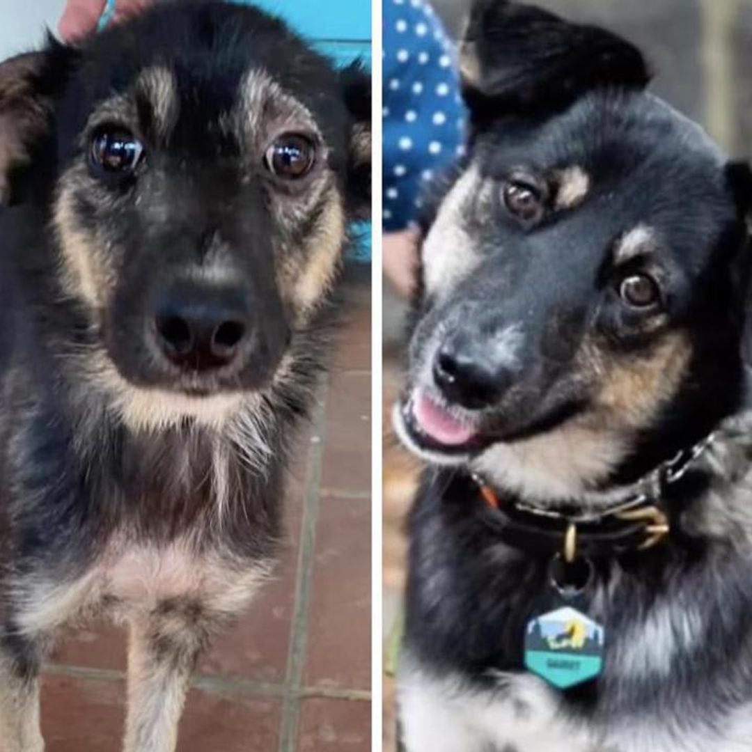 Pet of the week: The inspiring story of Gadget, the rescue dog saved from the streets of Aruba